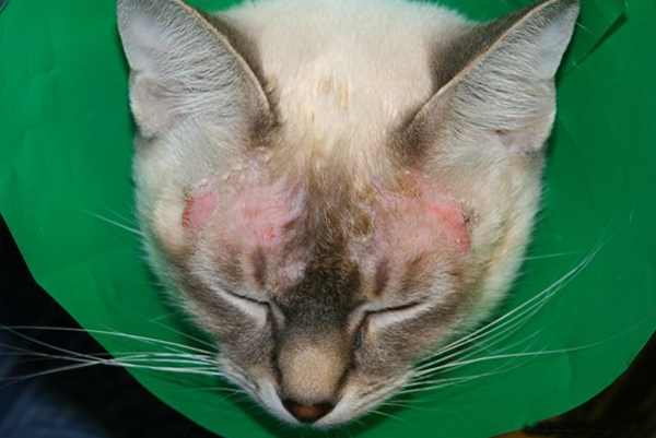 Экзема у кошек: причины, лечение, фото | Кот и Кошка