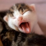Как определить пол у новорожденного котенка: фото мальчика и девочки