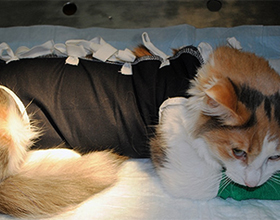 Бандаж для кошки после стерилизации