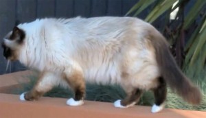 Упитанный бирманский кот