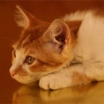 Бронхит у кошек: симптомы, причины и лечение