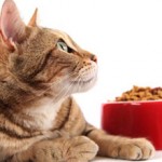 Можно ли кормить кошку собачьим кормом