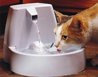 Кошка пьет прохладную воду