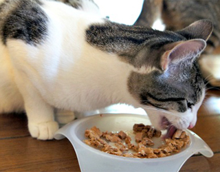 Кот ест корм