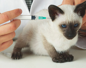 Когда и какие прививки делать кошкам