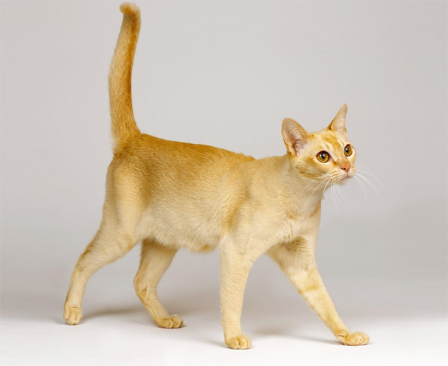 Цейлонская порода кошек