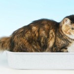 Цистит у кошек: причины, симптомы, виды и лечение