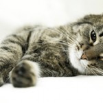 Ложная беременность у кошек: что это, симптомы и как бороться