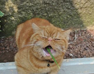 Кот кушает траву