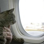 Как правильно перевозить кошек в самолете