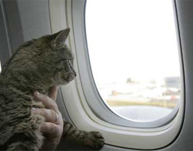 Как правильно перевозить кошек в самолете
