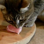 Как правильно кормить кастрированного кота — полезные советы