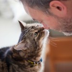 Болезни от кошек передающиеся человеку: список и описание