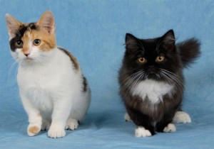 Кот и кошка  манчкин