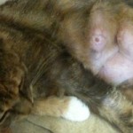 Маститы у кошек — лечение и особенности