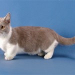 Манчкин: описание породы кошек и фото