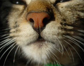 Почему у кошек мокрый нос и стоит ли беспокоиться | Кот и Кошка