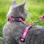 Шлейка для кошки: как правильно одевать и что нужно знать