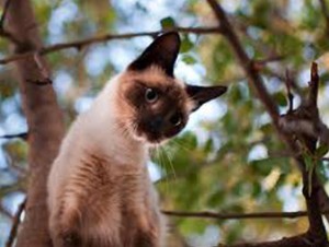 Сиамская кошка на дереве