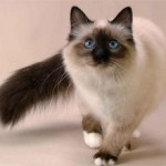 Сиамская кошка: описание породы и харакетра, фото