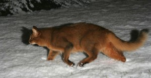 Сомалийская кошка на снегу