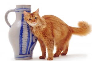 Сомалийский кот и ваза