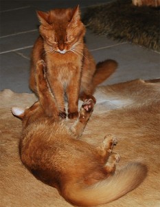 Кот и кошка играют