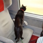 Как правильно перевезти кошку в поезде