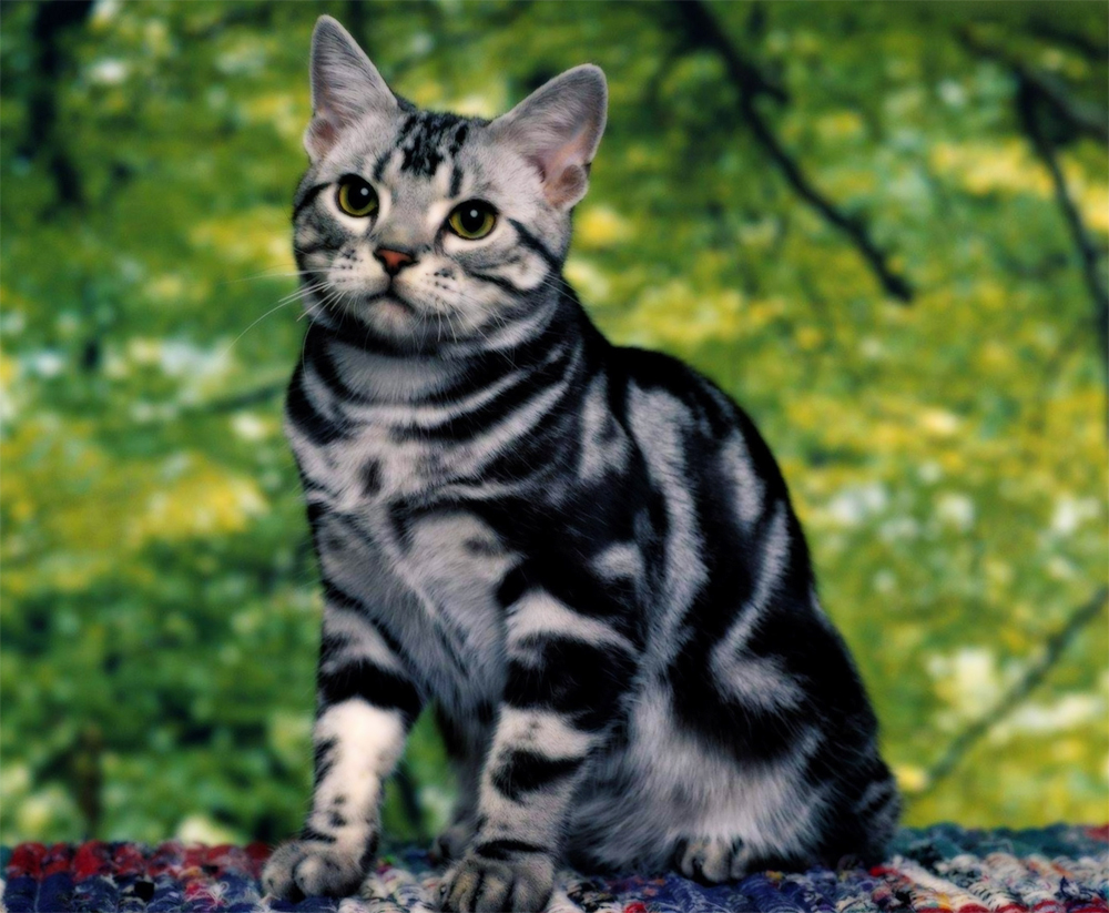бенгальская кошка описание