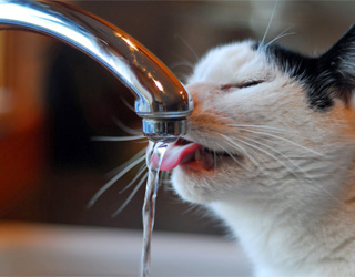 Употребление кошкой воды
