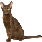 Гавана – описание породы кошек