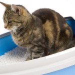 Как выбрать хороший наполнитель для кошачьих туалетов