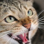 Если кот ведет себя агрессивно: что делать и как его успокоить