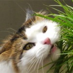 Почему кошки едят траву и для чего она им