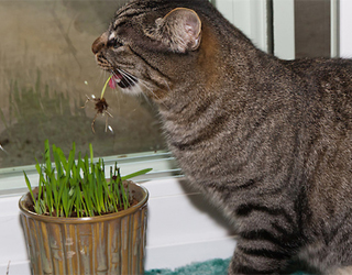 Кот кушает травку