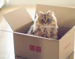 Кошка и коробка