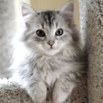 Сибирская кошка — описание породы