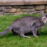 Азиатская табби — величественная и самоуверенная порода кошек