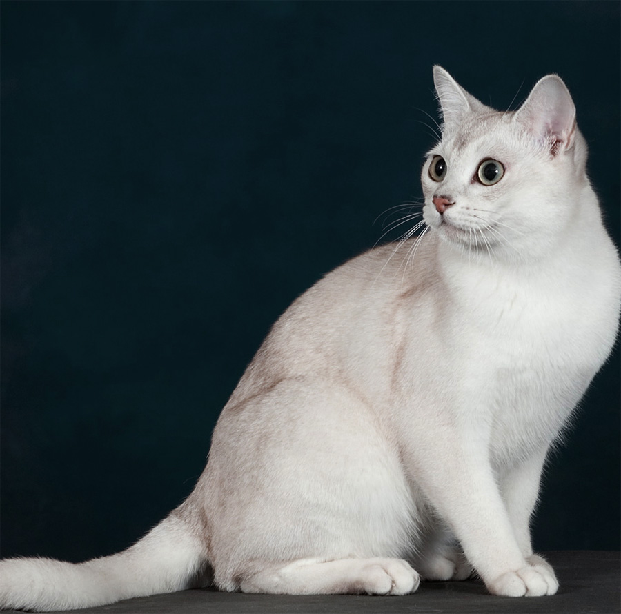 Породы кошек с описанием и фото Burm12