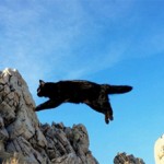 Что делать если кошка упала с высоты