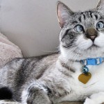 Косоглазие у кошек – причины и лечение