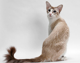 Балинезийская кошка – описание пород котов