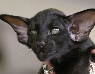 Черная ориентальная кошка