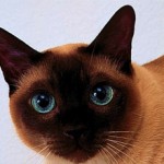 Тайская кошка: описание породы и характер