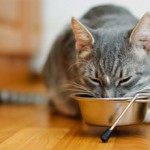 Питание беременной кошки