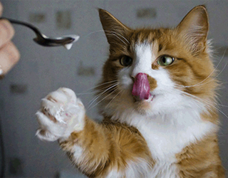 Кормление кошки йогуртом