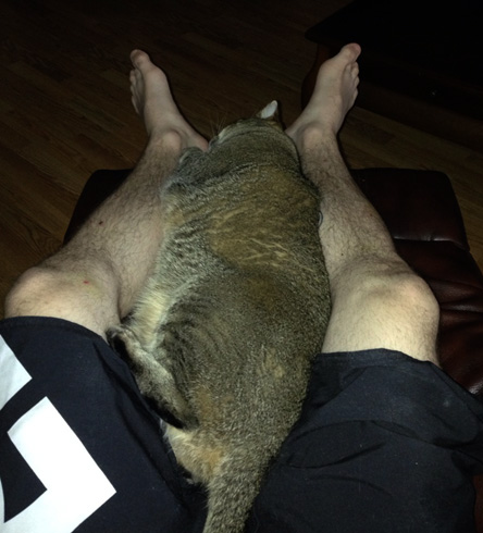 Кот спит в ногах у хозяина
