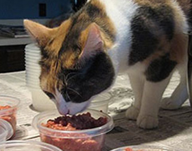 Можно ли кормить кота сырым мясом