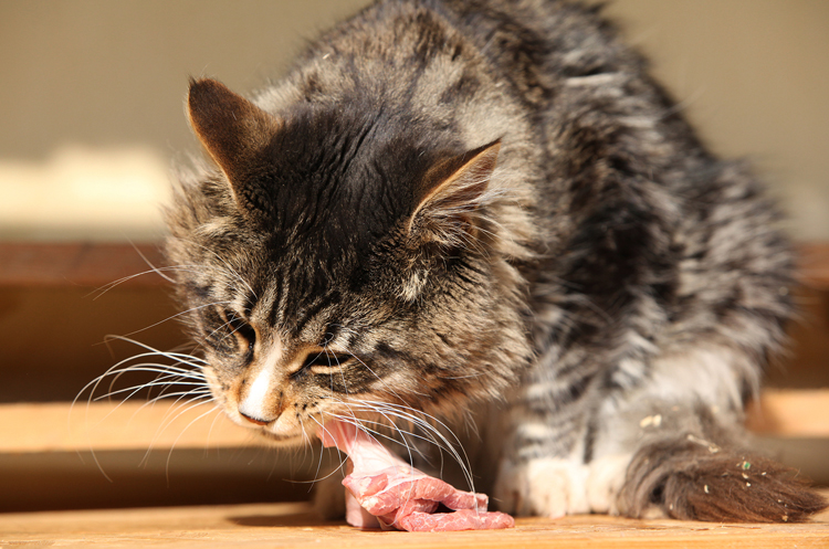 Кошка поедает мясо