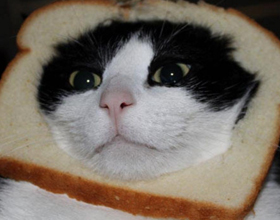Хлеб кошкам
